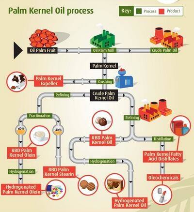palm-kernel-oil-process.jpg